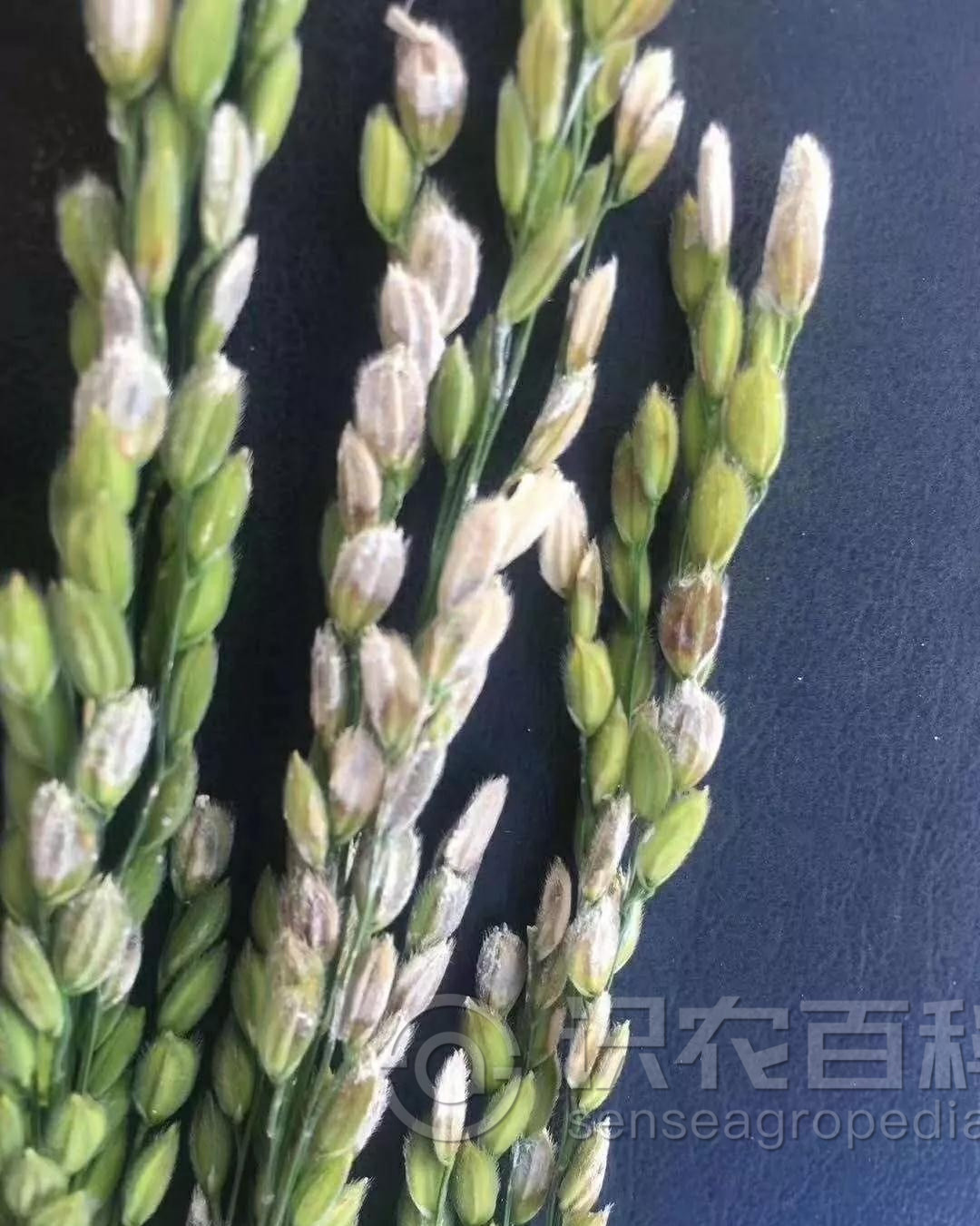 柑橘黄叶症状示例3