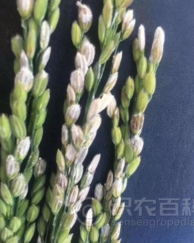 水稻细菌性谷枯病