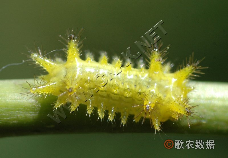 柑橘黄叶症状示例0