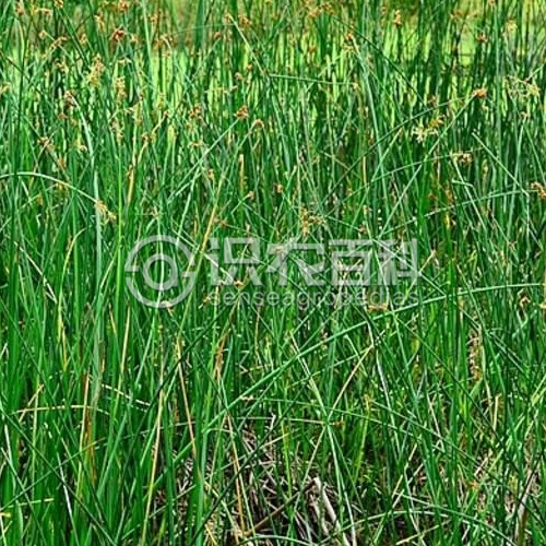 柑橘黄叶症状示例3