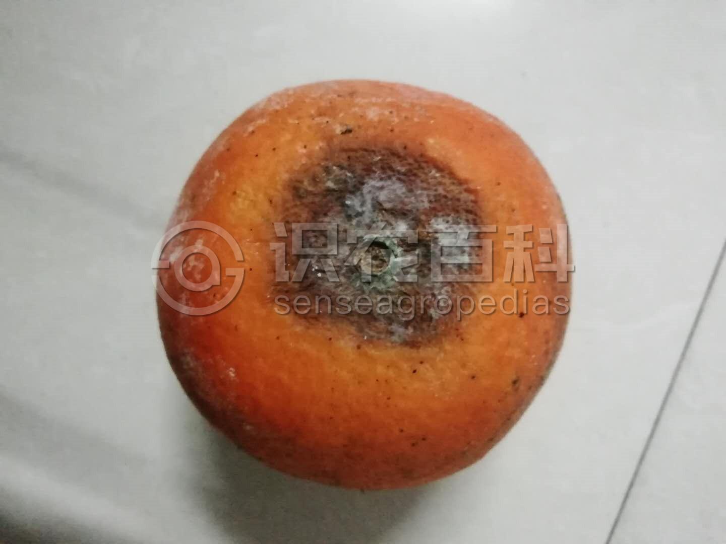柑橘黄叶症状示例2
