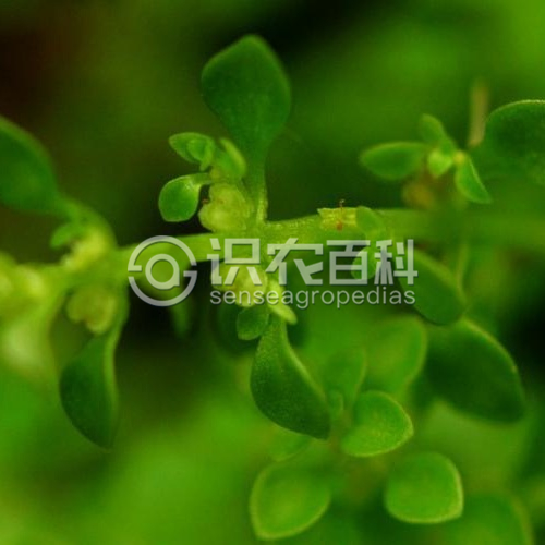 柑橘黄叶症状示例2