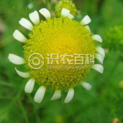 三肋果