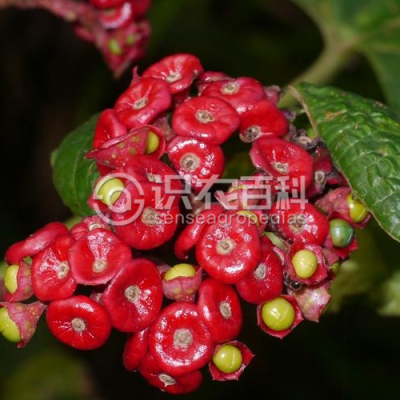腺茉莉