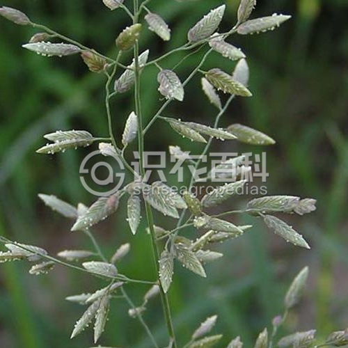 柑橘黄叶症状示例3