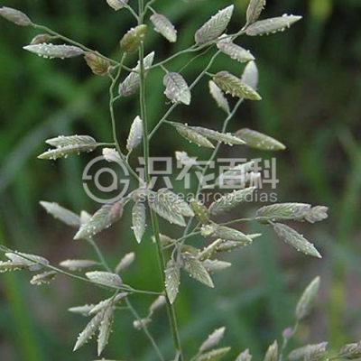 大画眉草
