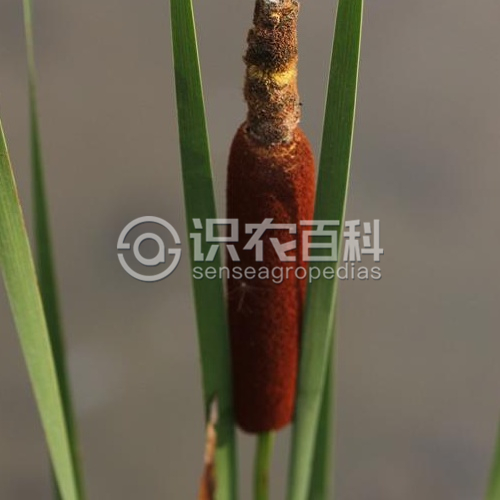 柑橘黄叶症状示例2