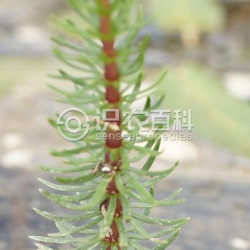 柑橘黄叶症状示例3