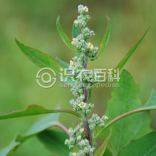 柑橘黄叶症状示例4
