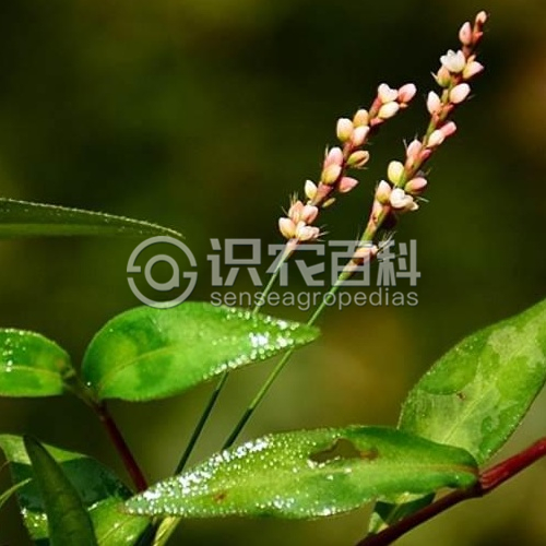 柑橘黄叶症状示例4