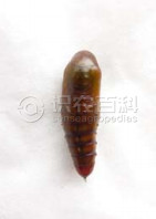 柑橘黄叶症状示例4