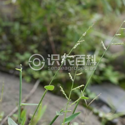 柑橘黄叶症状示例2