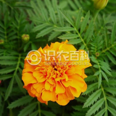 孔雀草