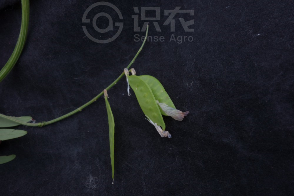 柑橘黄叶症状示例4