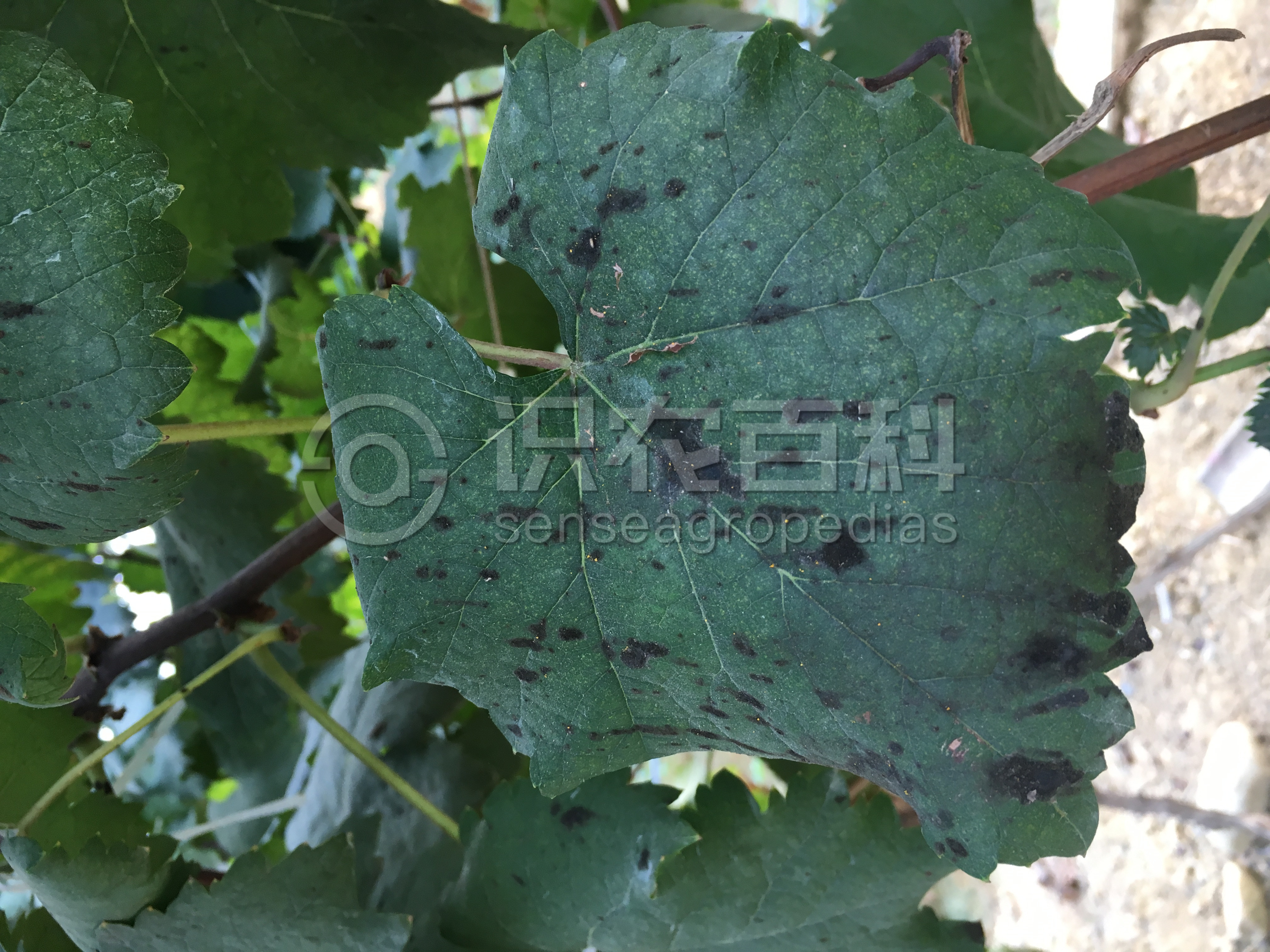 柑橘黄叶症状示例2