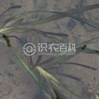 柑橘黄叶症状示例0