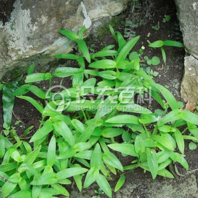 蓝耳草