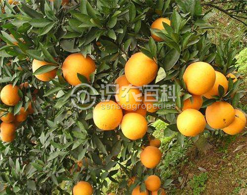 柑橘黄叶症状示例3