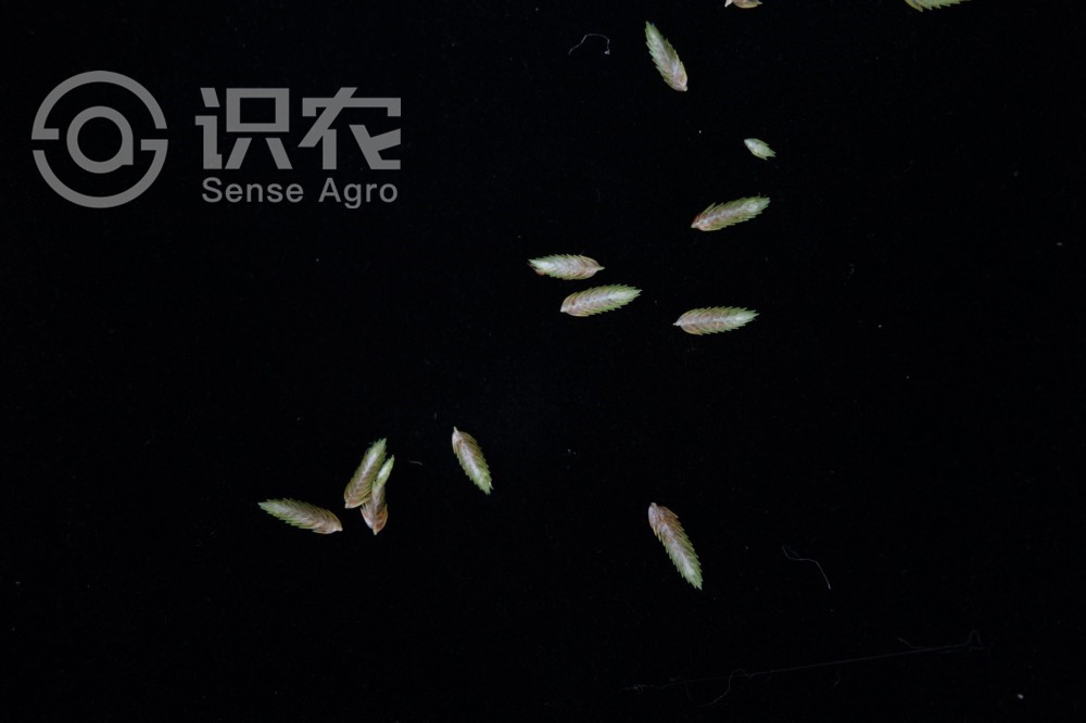 柑橘黄叶症状示例6