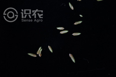 白鳞莎草