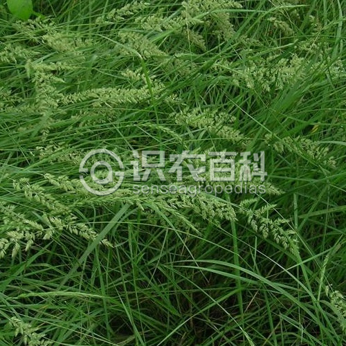 柑橘黄叶症状示例1