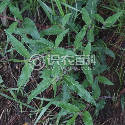 柑橘黄叶症状示例2
