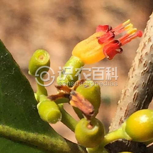 柑橘黄叶症状示例1