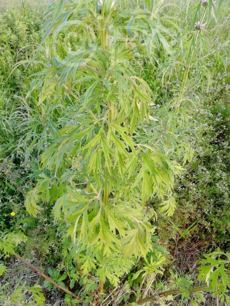 柑橘黄叶症状示例2