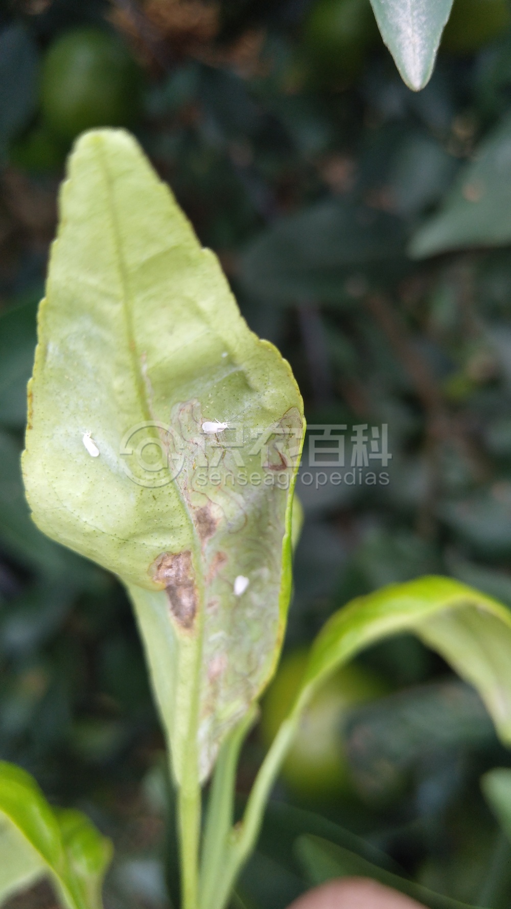 柑橘黄叶症状示例3