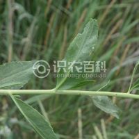 柑橘黄叶症状示例0