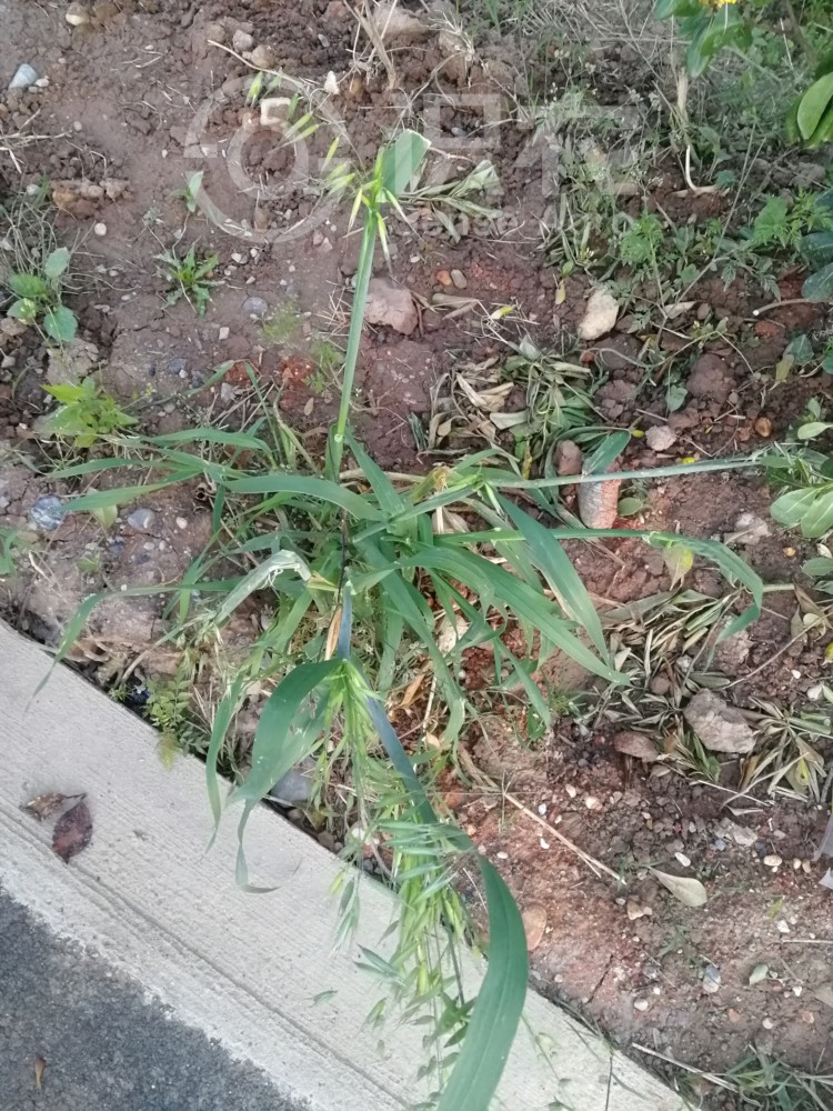柑橘黄叶症状示例2
