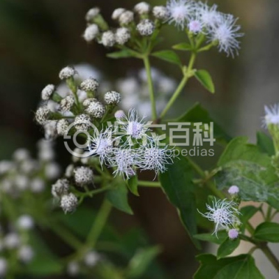 飞机草