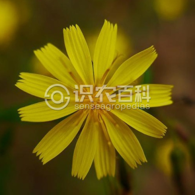 抱茎小苦荬