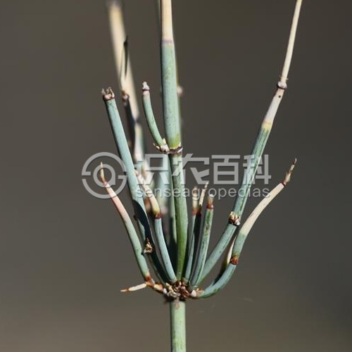 柑橘黄叶症状示例3