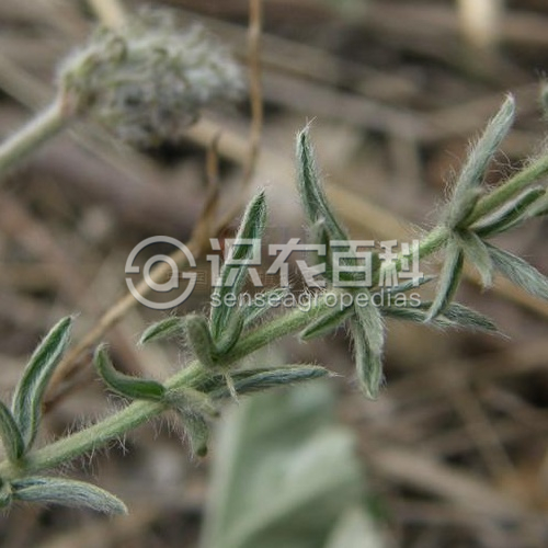 柑橘黄叶症状示例3