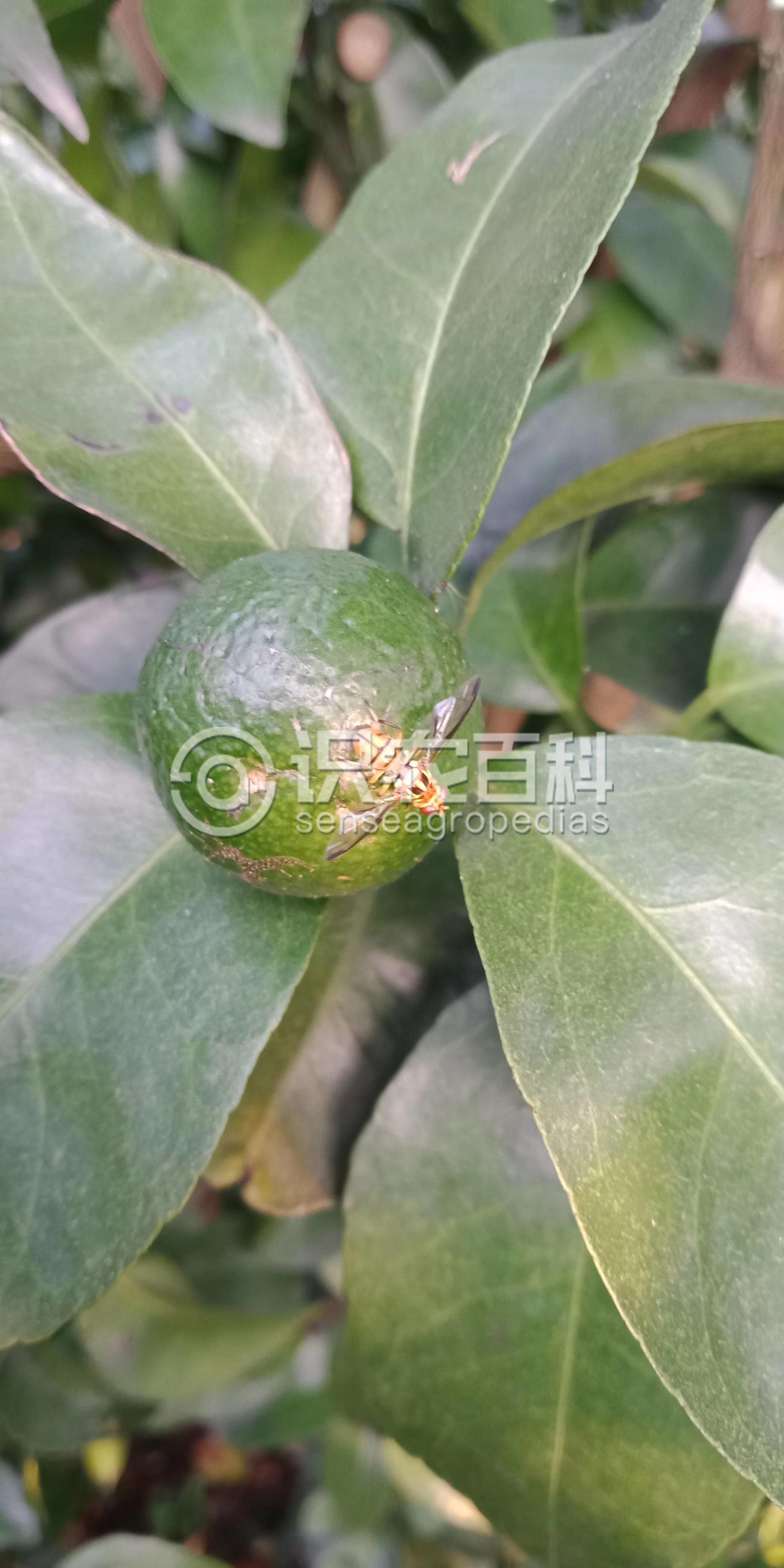 柑橘黄叶症状示例2