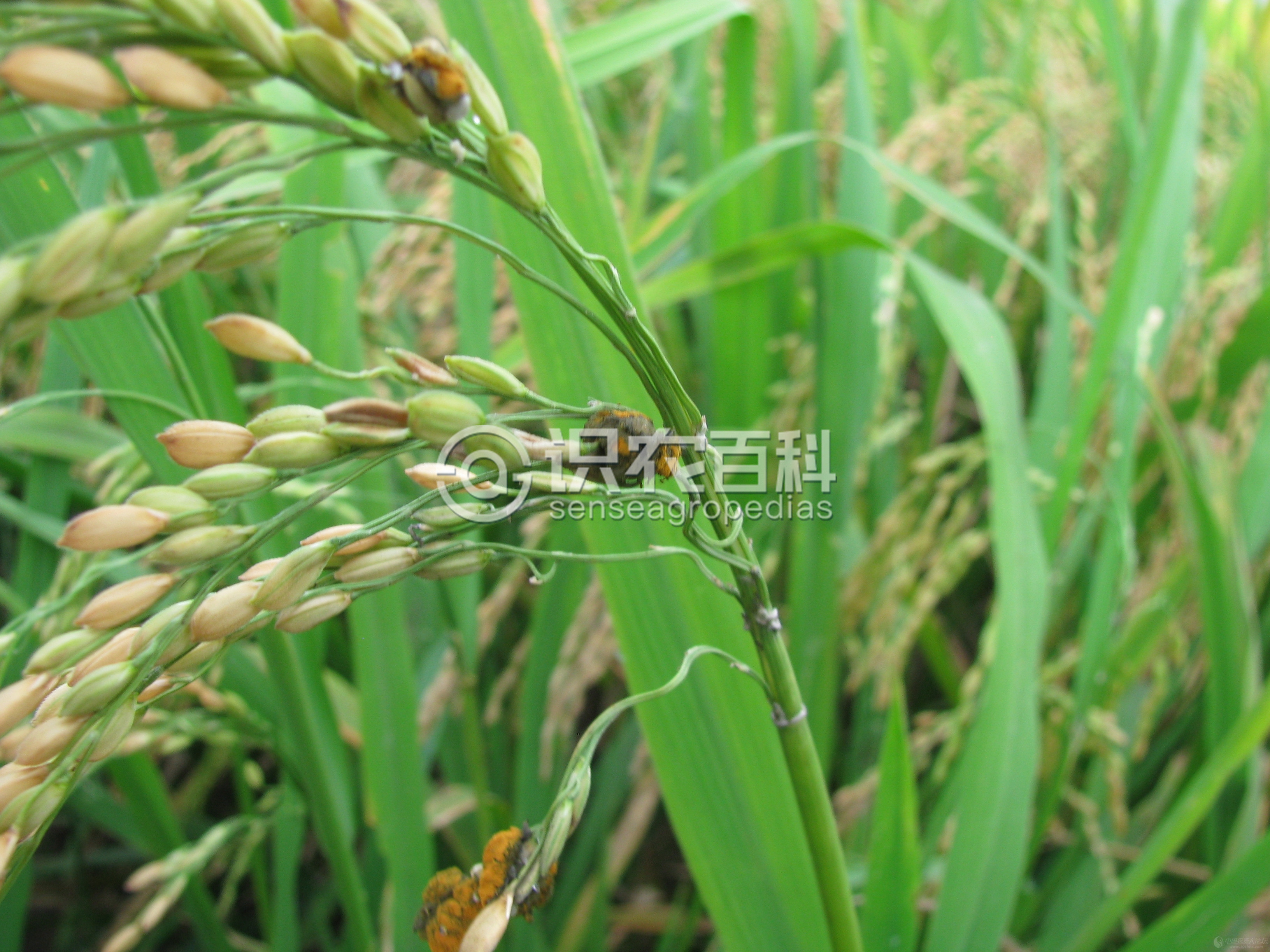 柑橘黄叶症状示例1