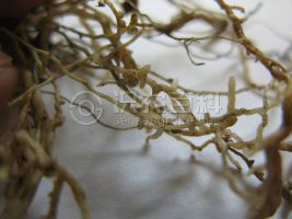 柑橘黄叶症状示例0