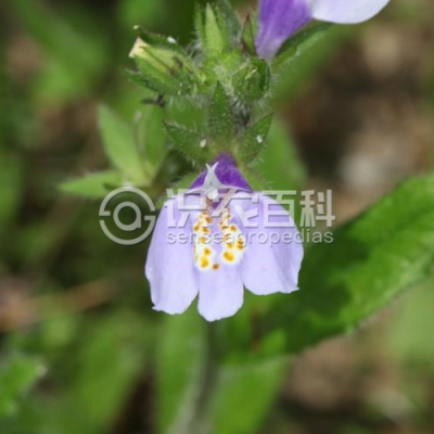弹刀子菜