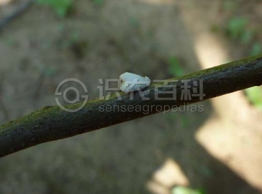 柑橘黄叶症状示例1