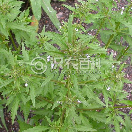 柑橘黄叶症状示例4