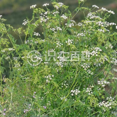 迷果芹