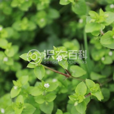 小繁缕