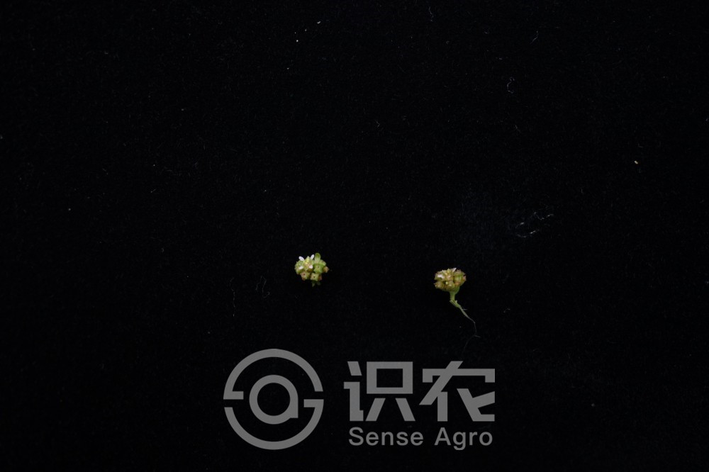 柑橘黄叶症状示例6