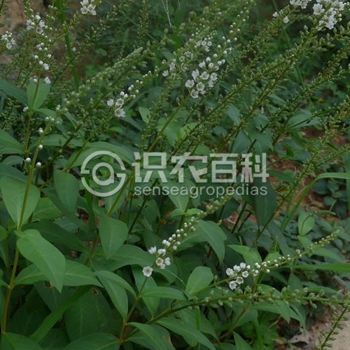 柑橘黄叶症状示例2