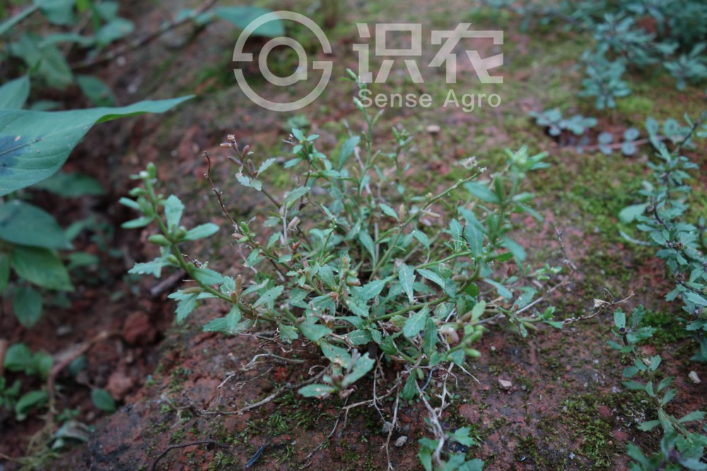 柑橘黄叶症状示例1