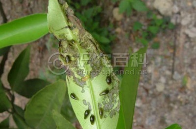 恶性叶甲