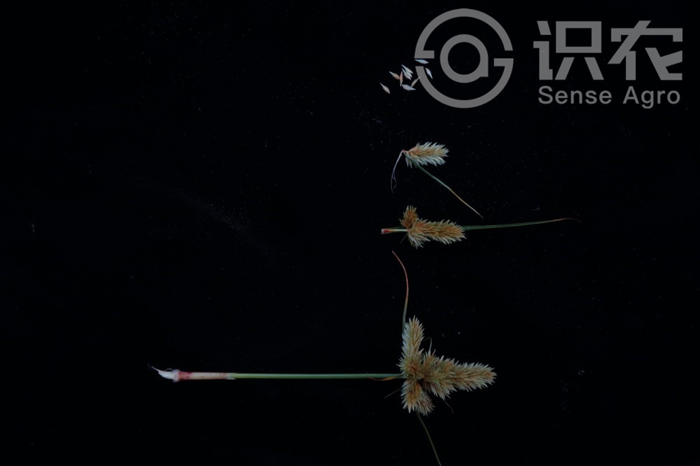 柑橘黄叶症状示例3
