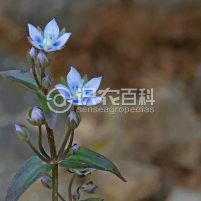 大籽獐牙菜