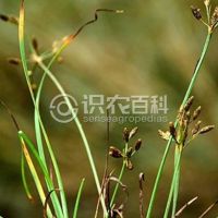 柑橘黄叶症状示例0